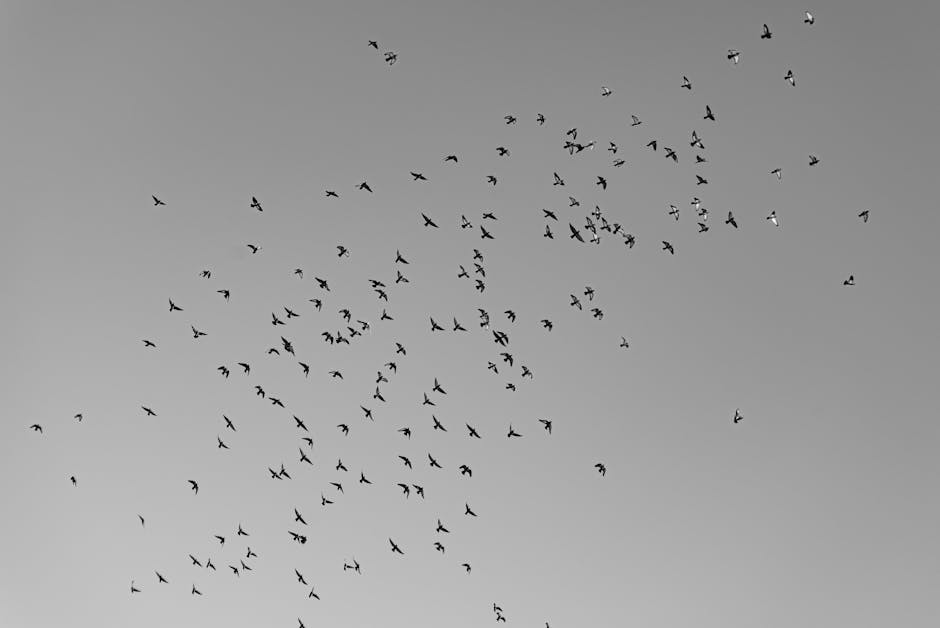 Birds in Flight